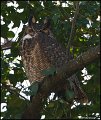 _1SB4086 great-horned owl